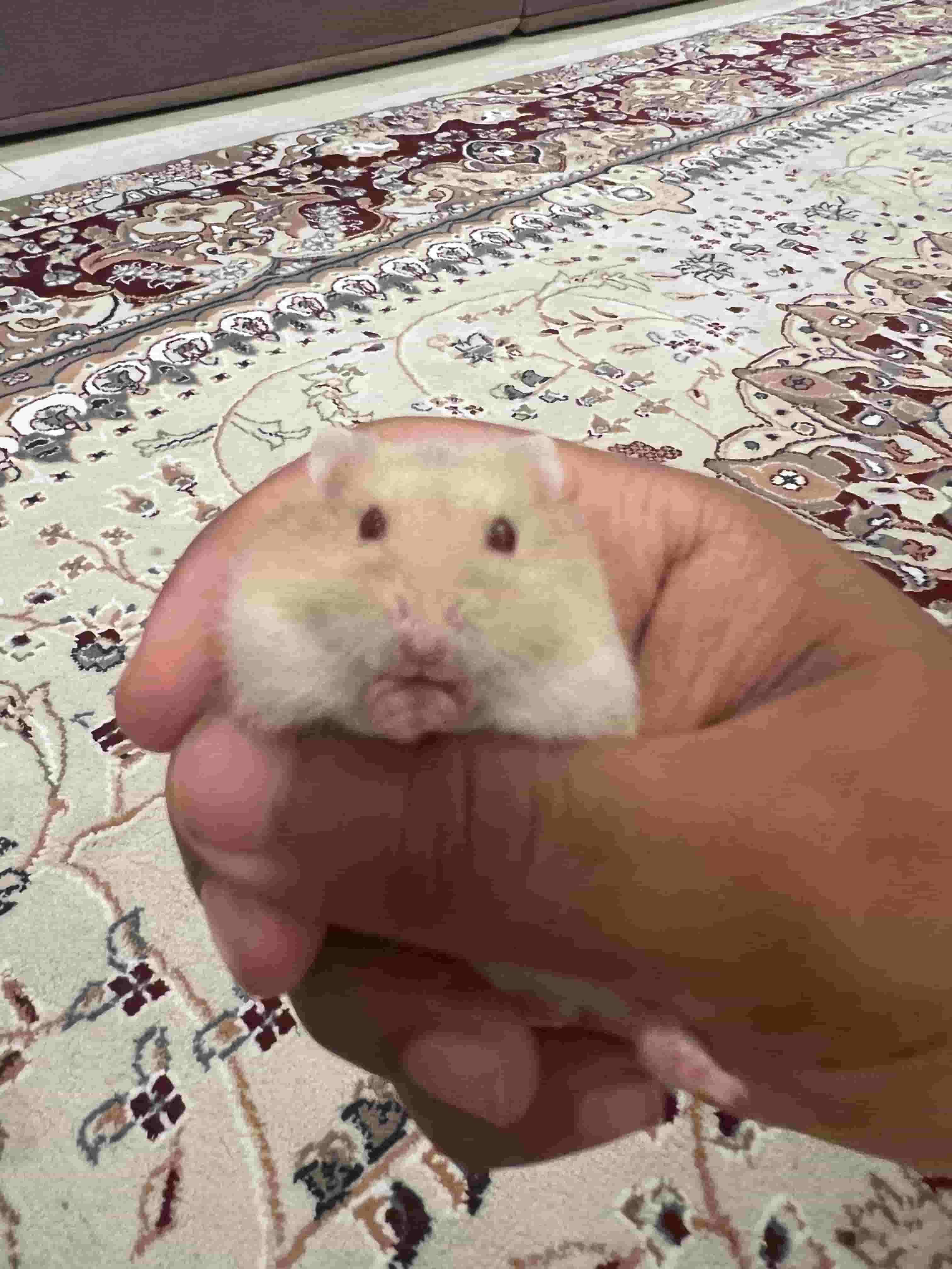 هامسترات روسيه