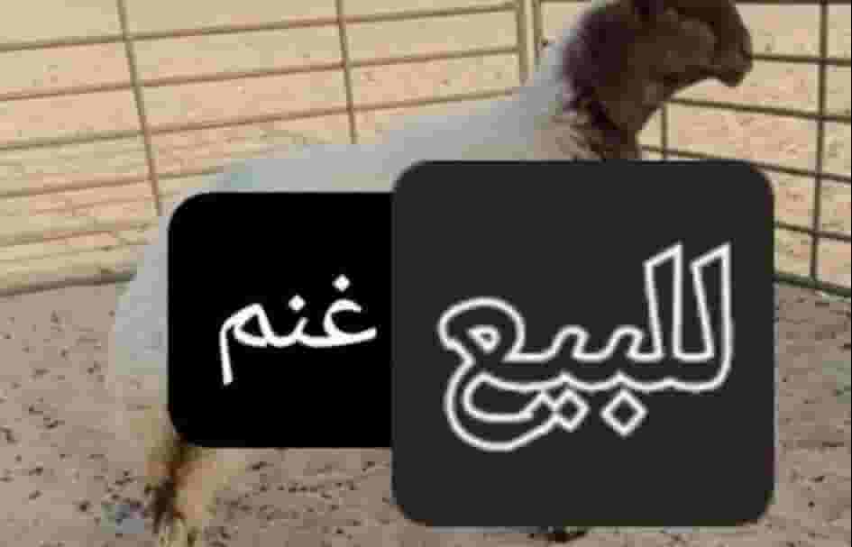 نشتري غنم ومعزا العدد مفتوح ودفع كاش