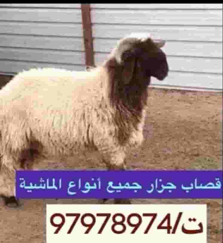 Butcher of all types of cattle