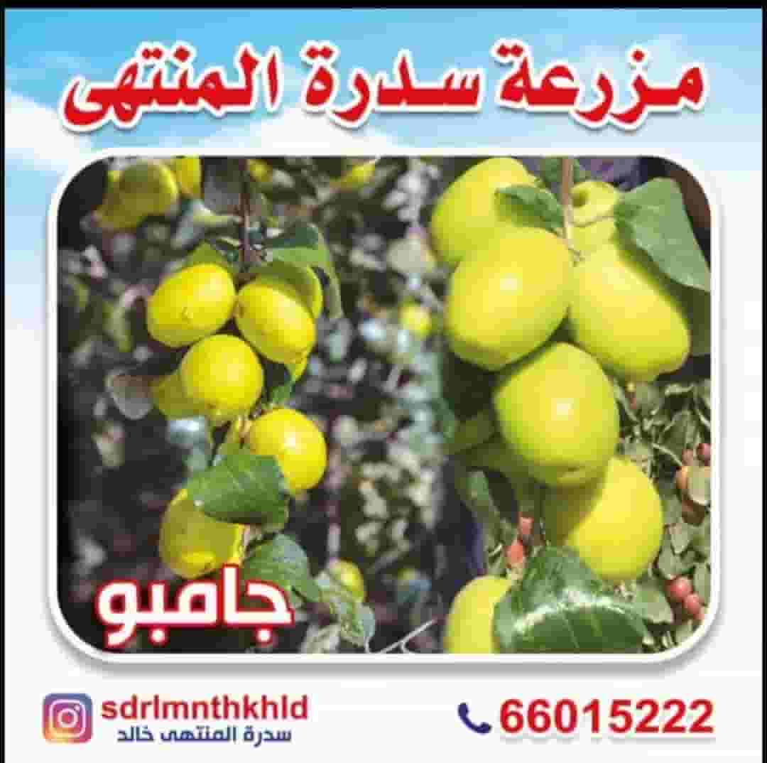 For sale a farm with an area of 50000