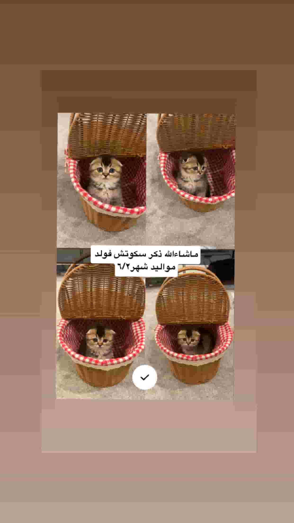 كتن سكوتش فولد