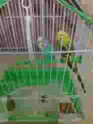 Love birds for sale