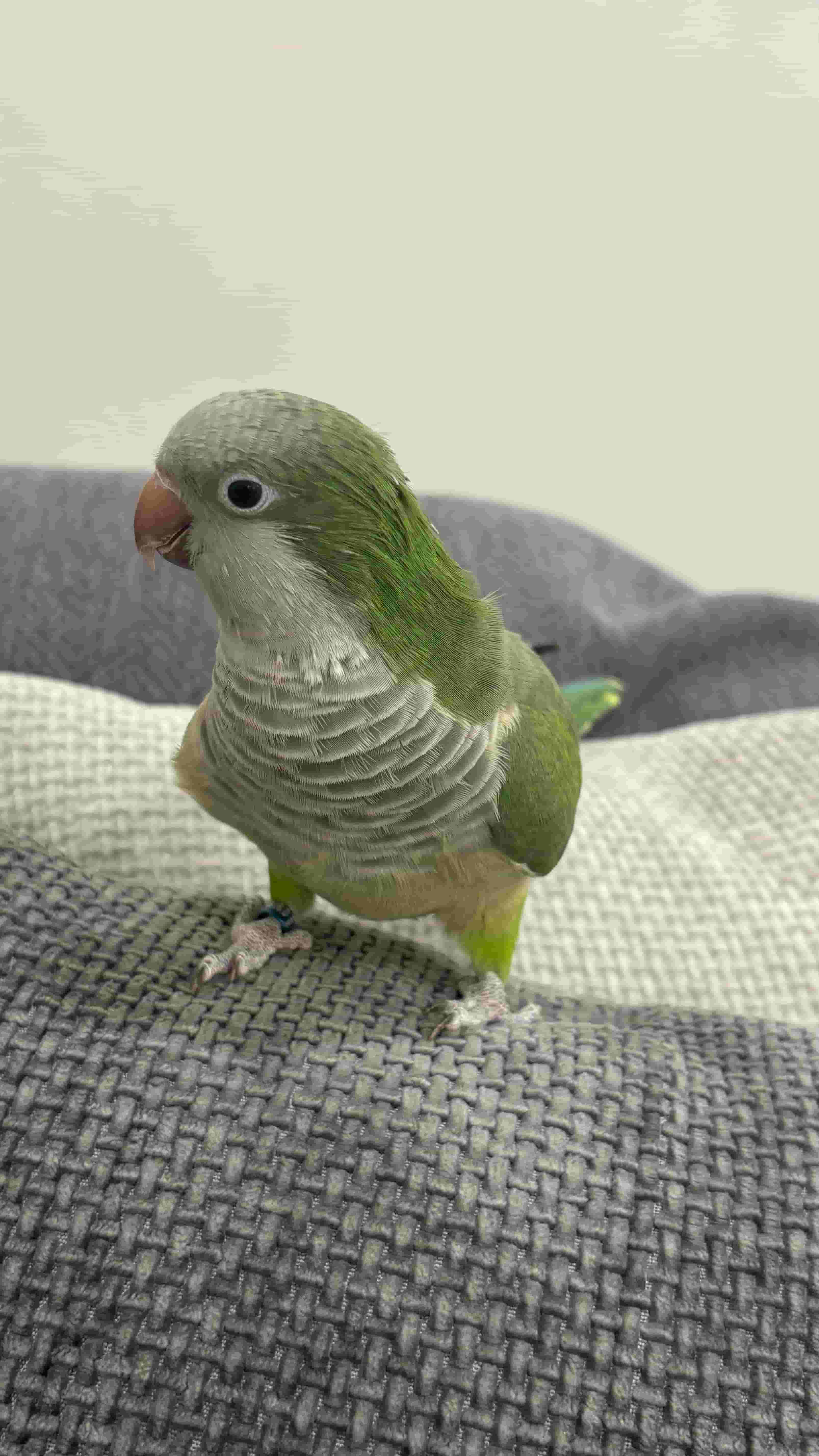 For sale a Quaker Rabwa talking bird