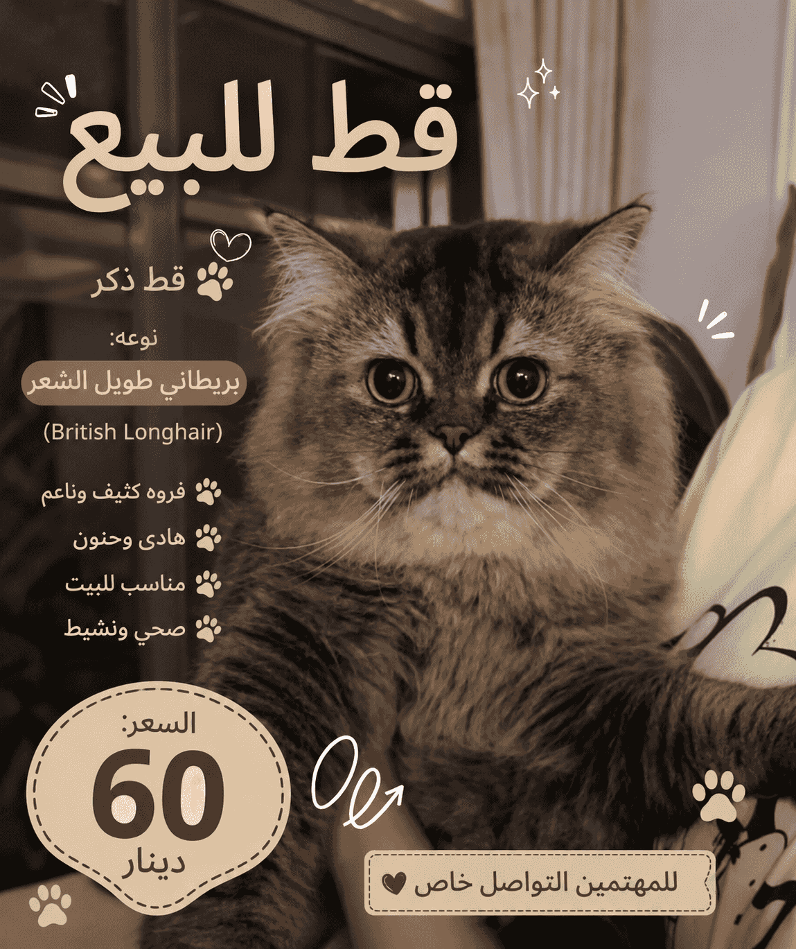   قط للبيع 