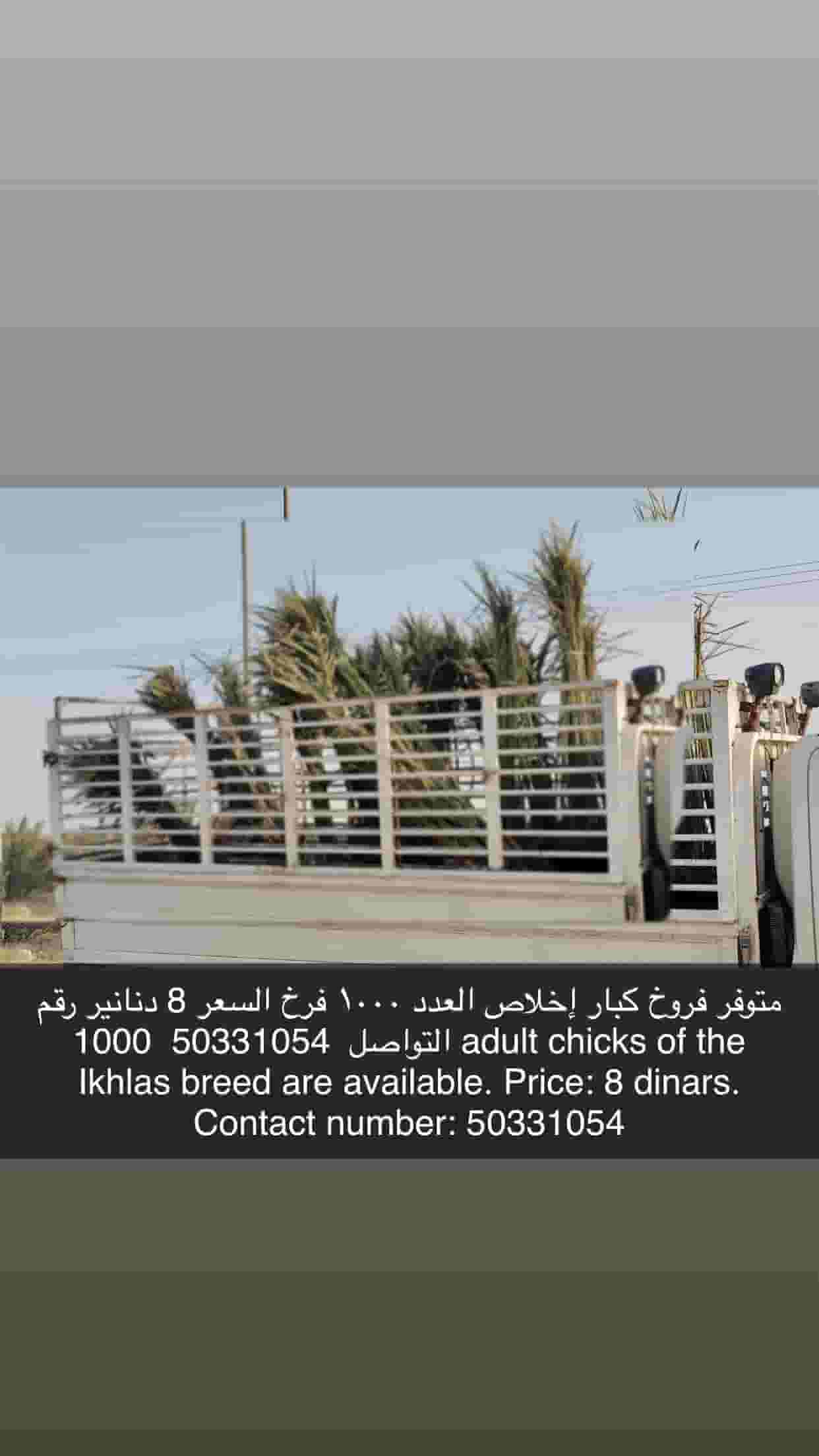 There is a very loyal chicken available. The number is 1000 chicks. The price is 8 dinars  