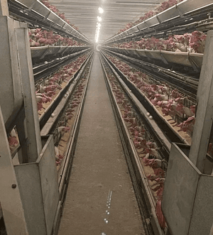 For sale a poultry farm in Wafra