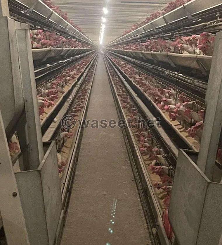 For sale a poultry farm in Wafra 0
