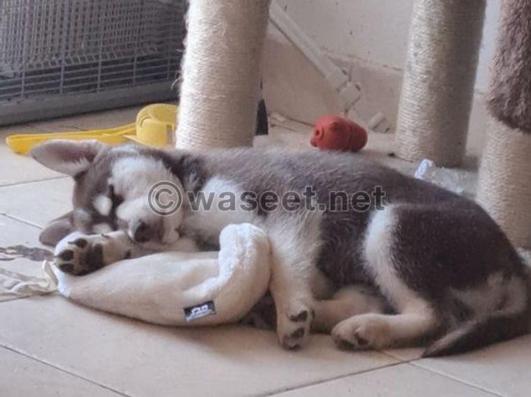 A male husky puppy 1