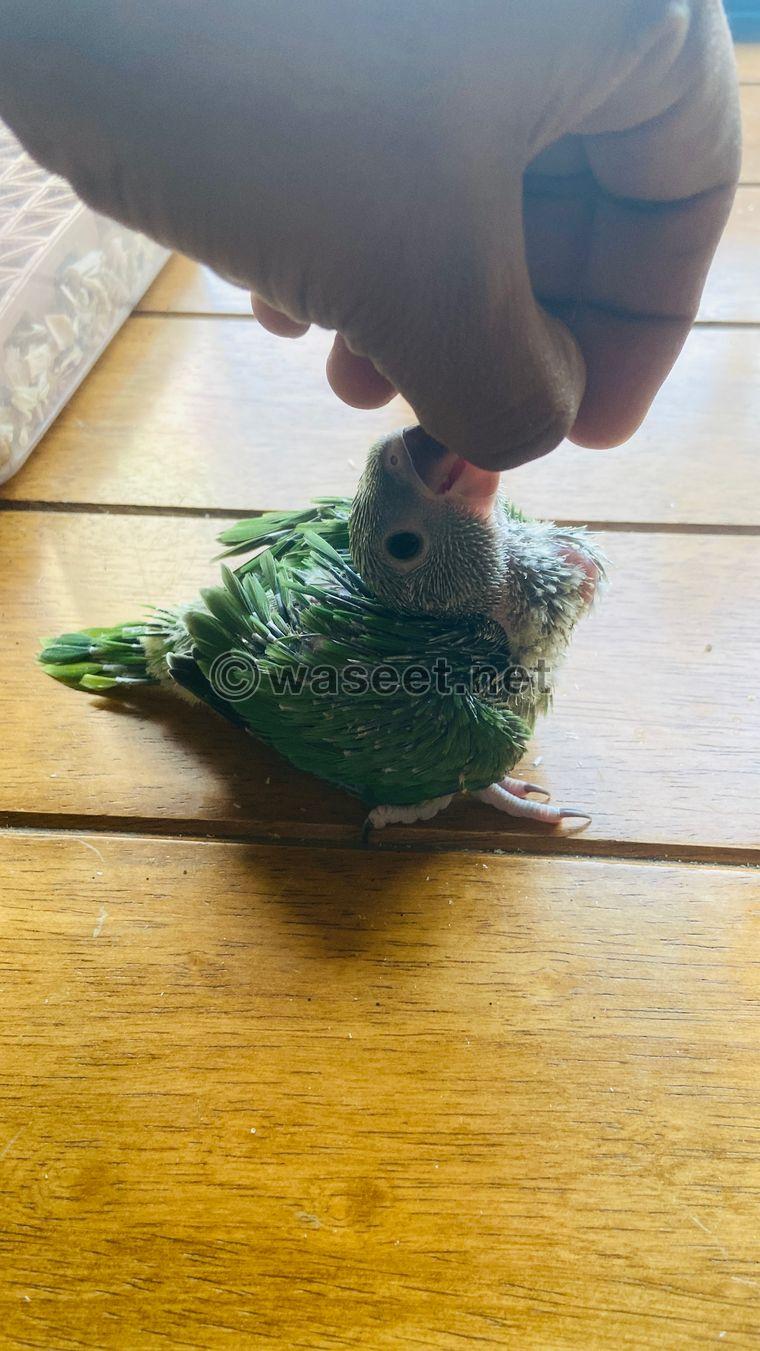 BABY RING NECK PARROT FOR SALE  0