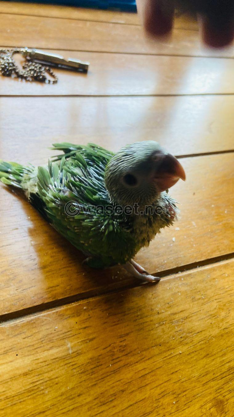 BABY RING NECK PARROT FOR SALE  1