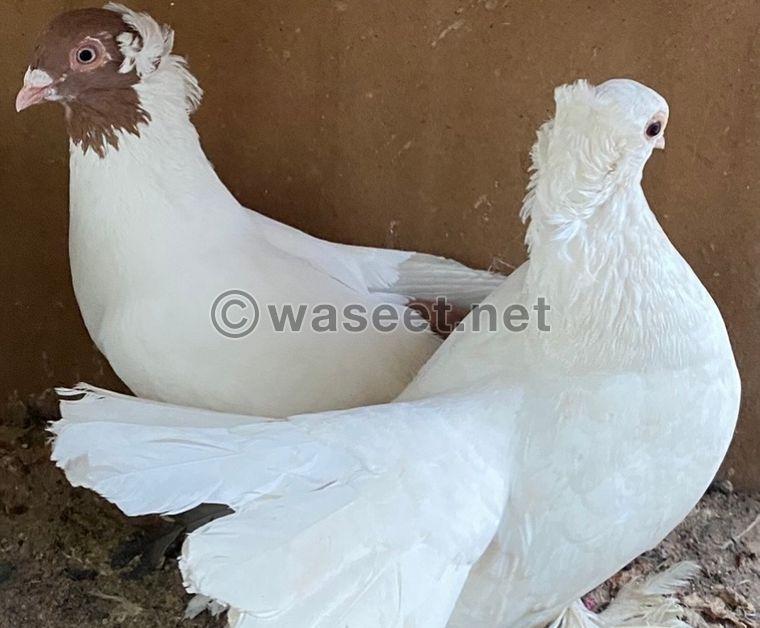 For sale pigeons pairs 0