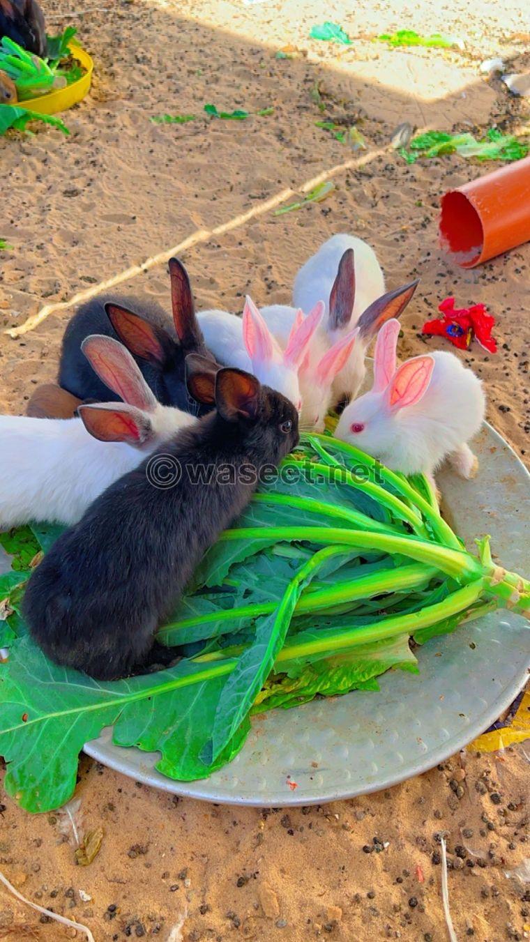 Jumbo French rabbits for sale 0