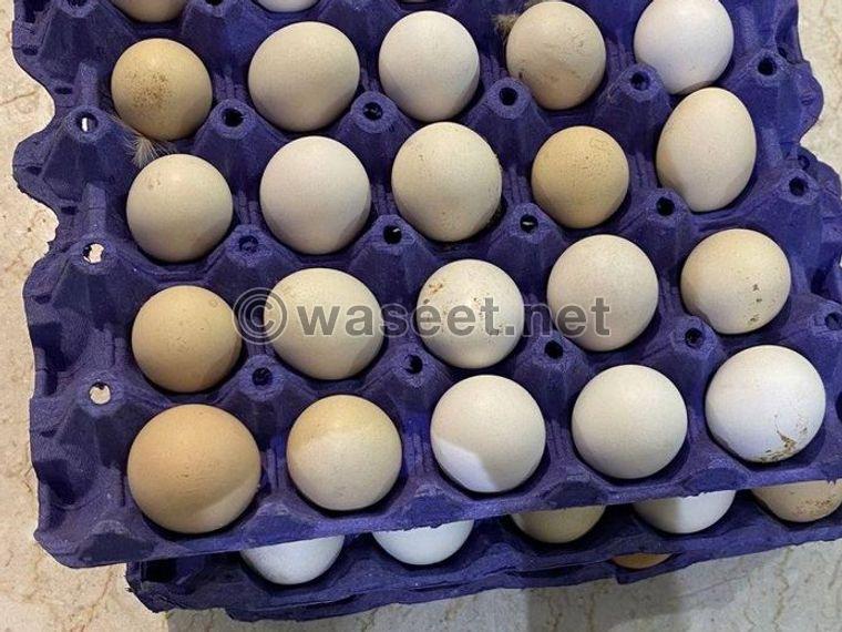 Daily natural organic Arabic eggs for sale 0