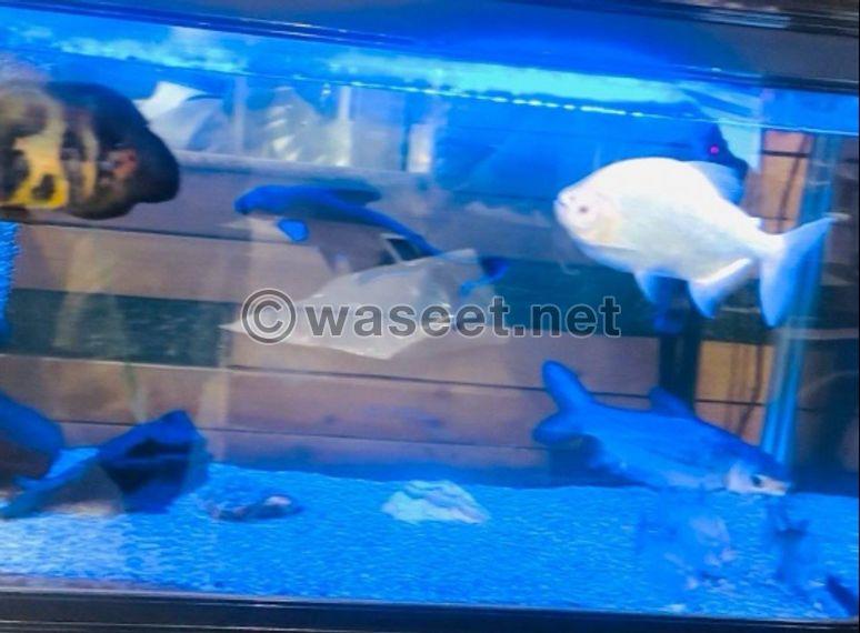 fish tank for sale 1