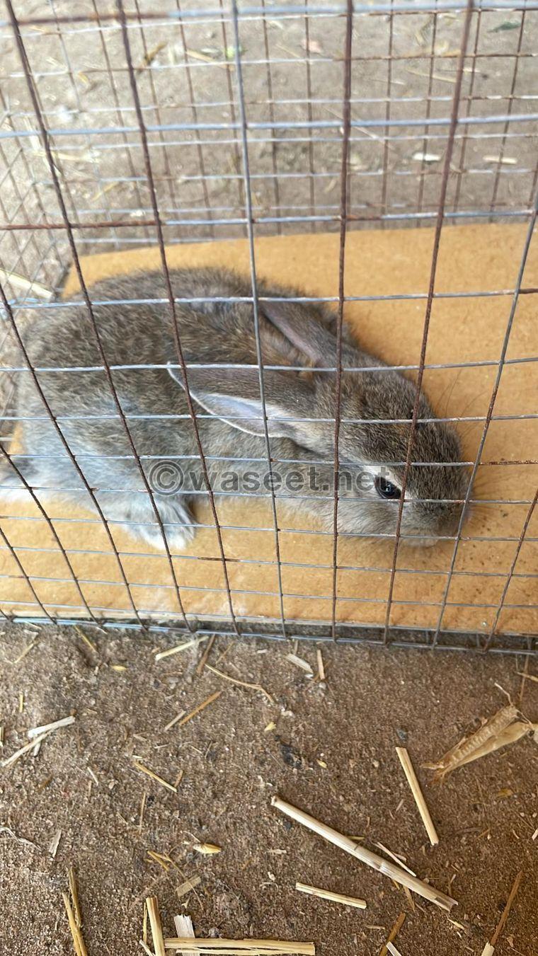 For sale French rabbits, the size of a jumbo  0