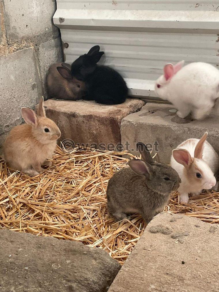 For sale French rabbits, the size of a jumbo  1