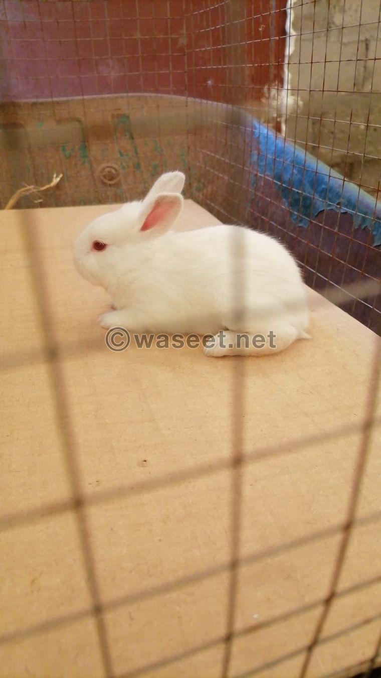 For sale French rabbits, the size of a jumbo  2