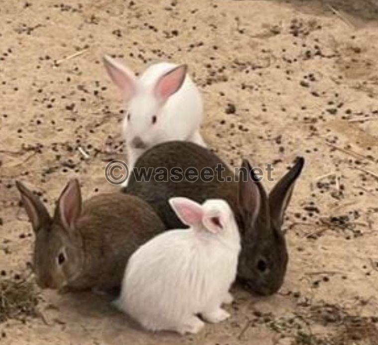 For sale French rabbits, the size of a jumbo  3