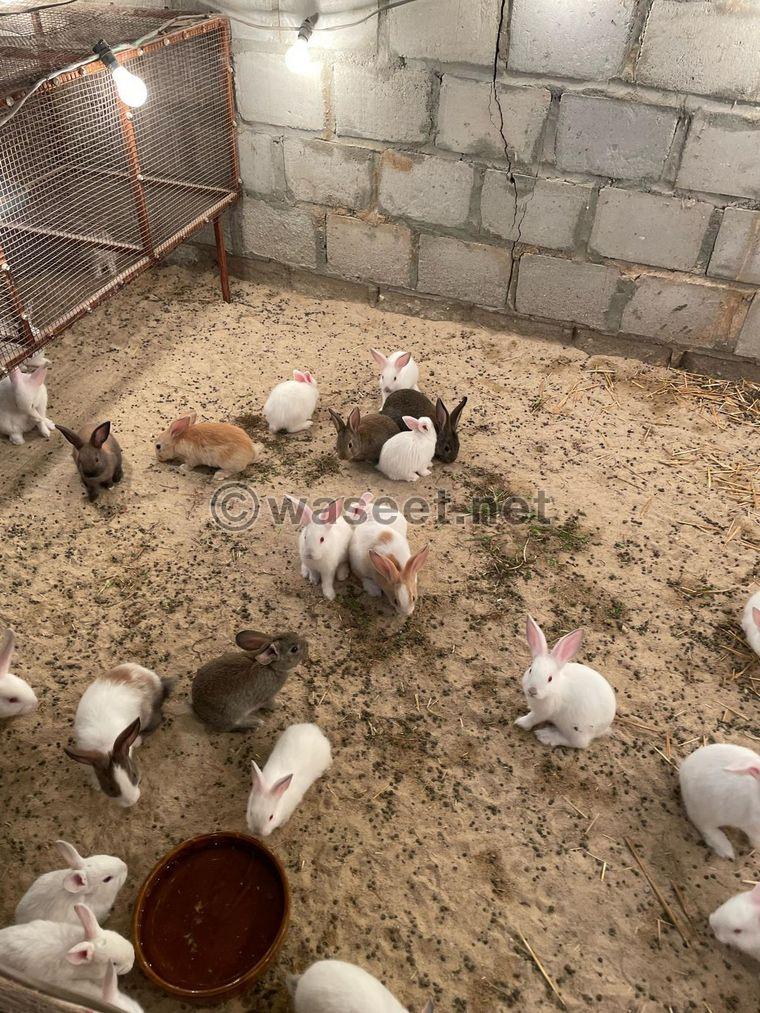 For sale French rabbits, the size of a jumbo  4