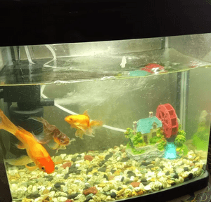 A fish tank with the following fish is for sale