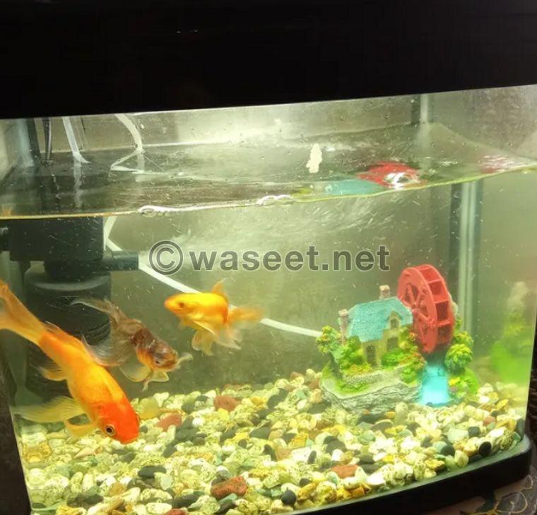 A fish tank with the following fish is for sale 0