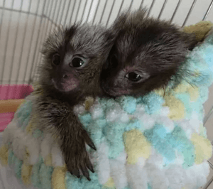 For sale small and trained marmoset monkeys