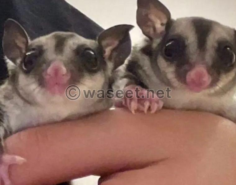 Sugar Glider for sale  0