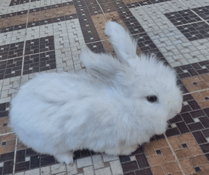 Teddy bear rabbit for sale