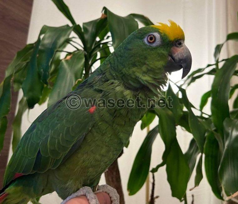 Yellowcrown bird for sale  0