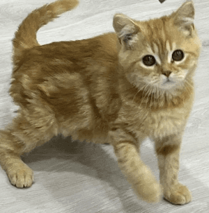 Kitten for sale 