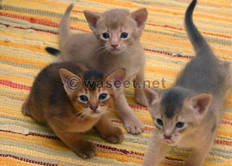 3 Abyssinian cats for sale 0