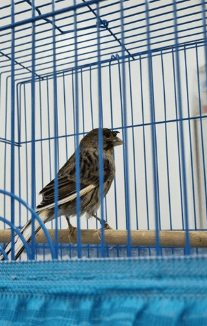 Russian canary for sale