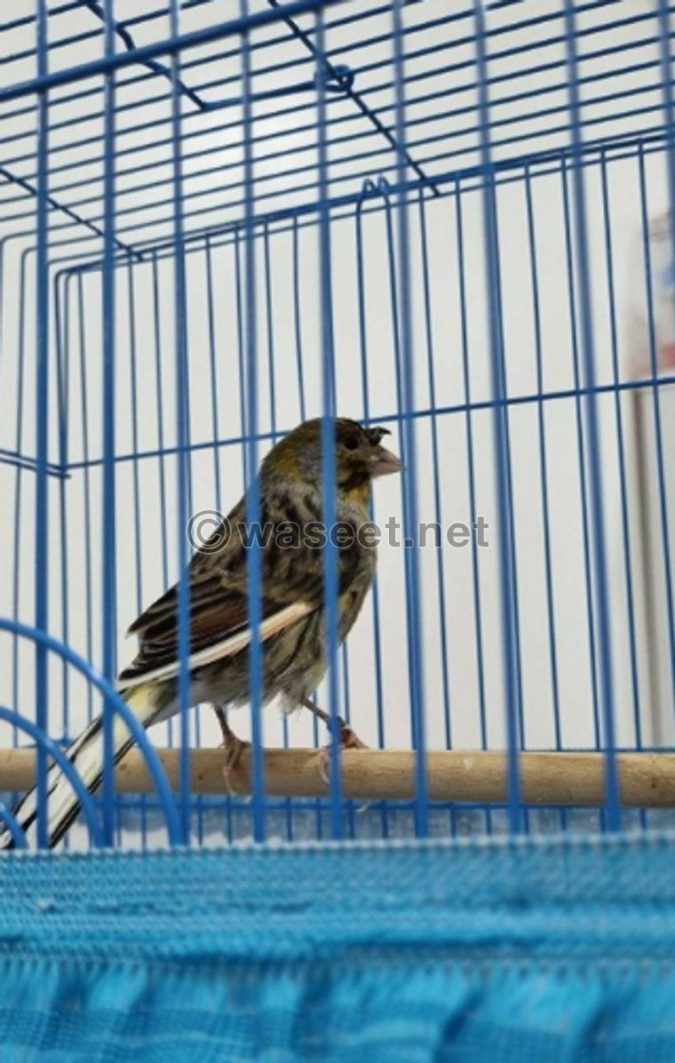 Russian canary for sale 0