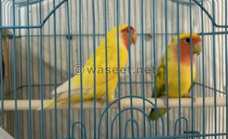 There is a pair of Rose Love Bird available 0