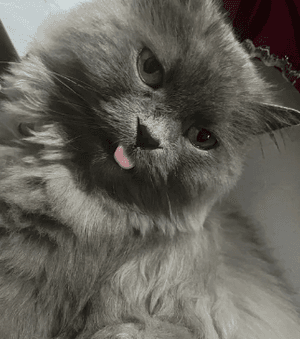 For adoption, a Shirazi cat to adopt