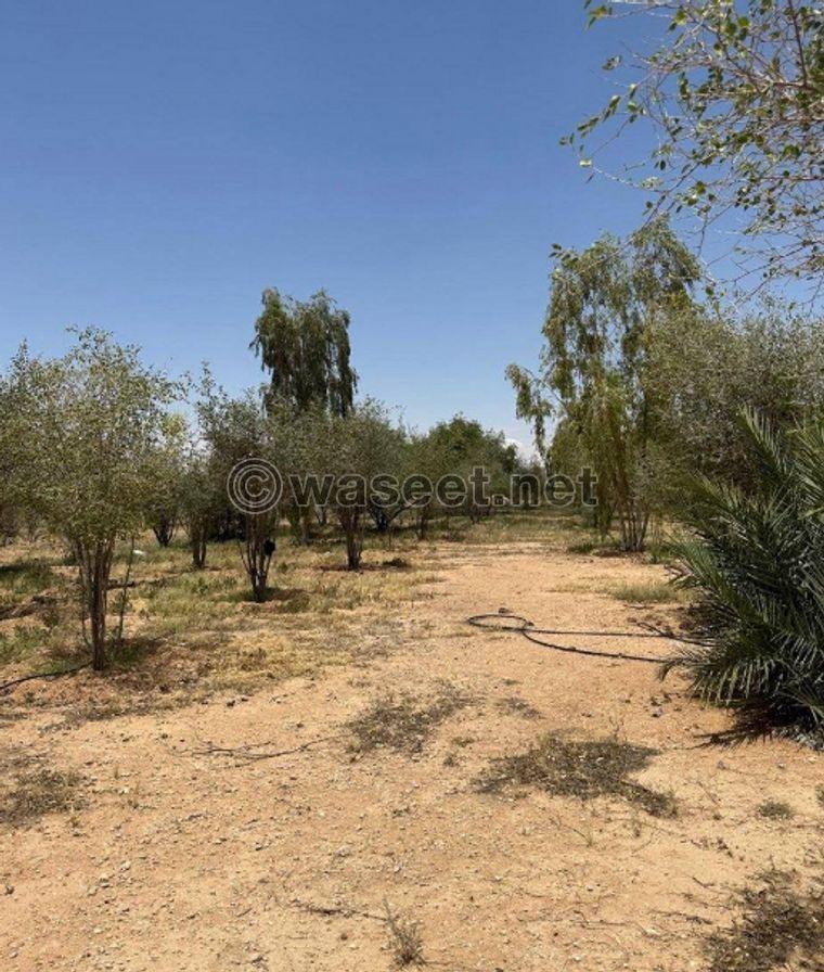 For rent a farm in northern Saudi Arabia 8