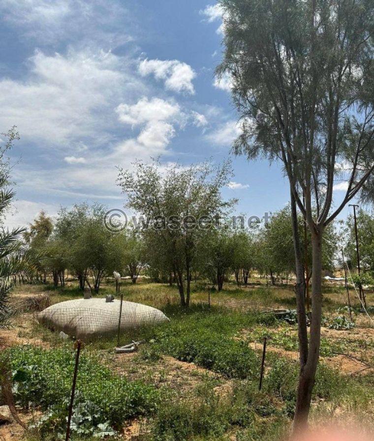 For rent a farm in northern Saudi Arabia 10