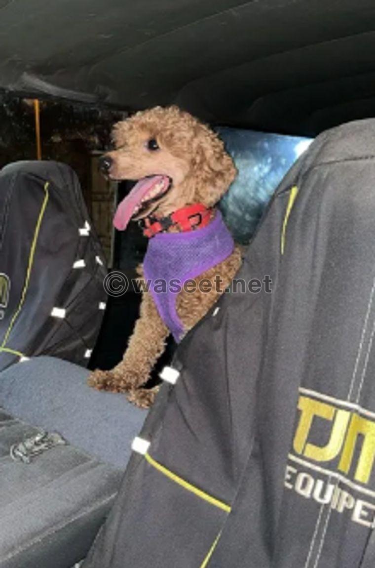 11 month old toy poodle 0