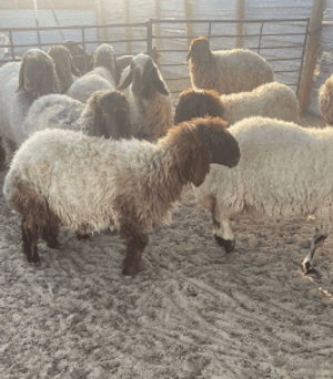 For sale, pure lamb is good