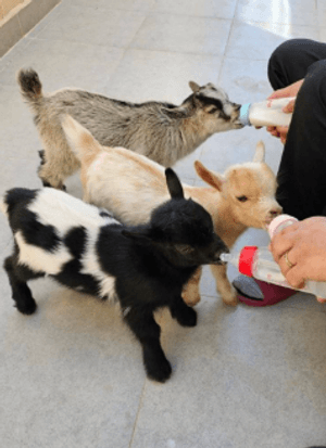 For sale three Jicky dwarf goats