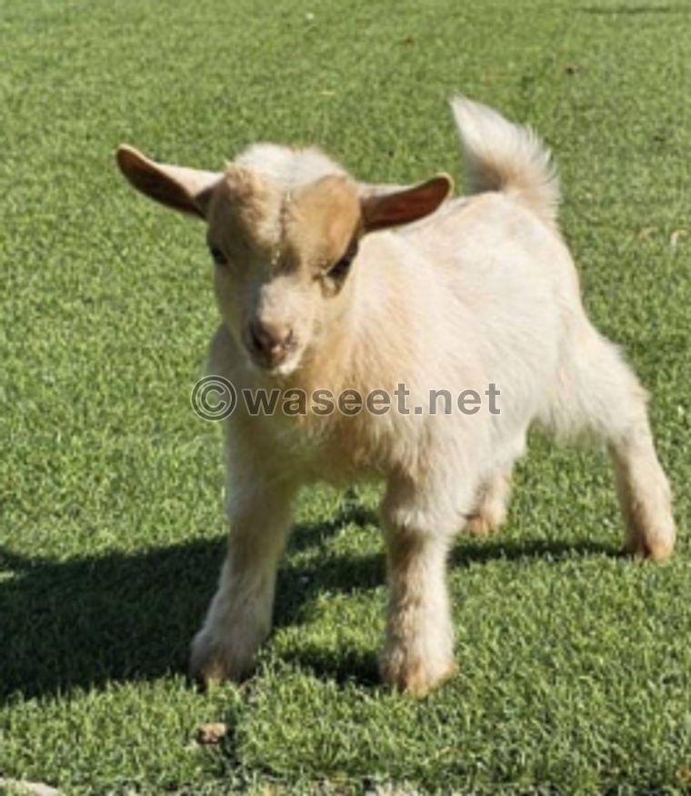 For sale three Jicky dwarf goats 2