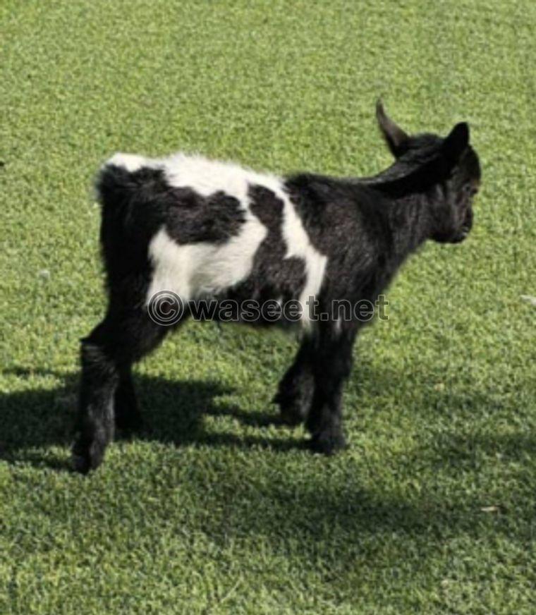 For sale three Jicky dwarf goats 3