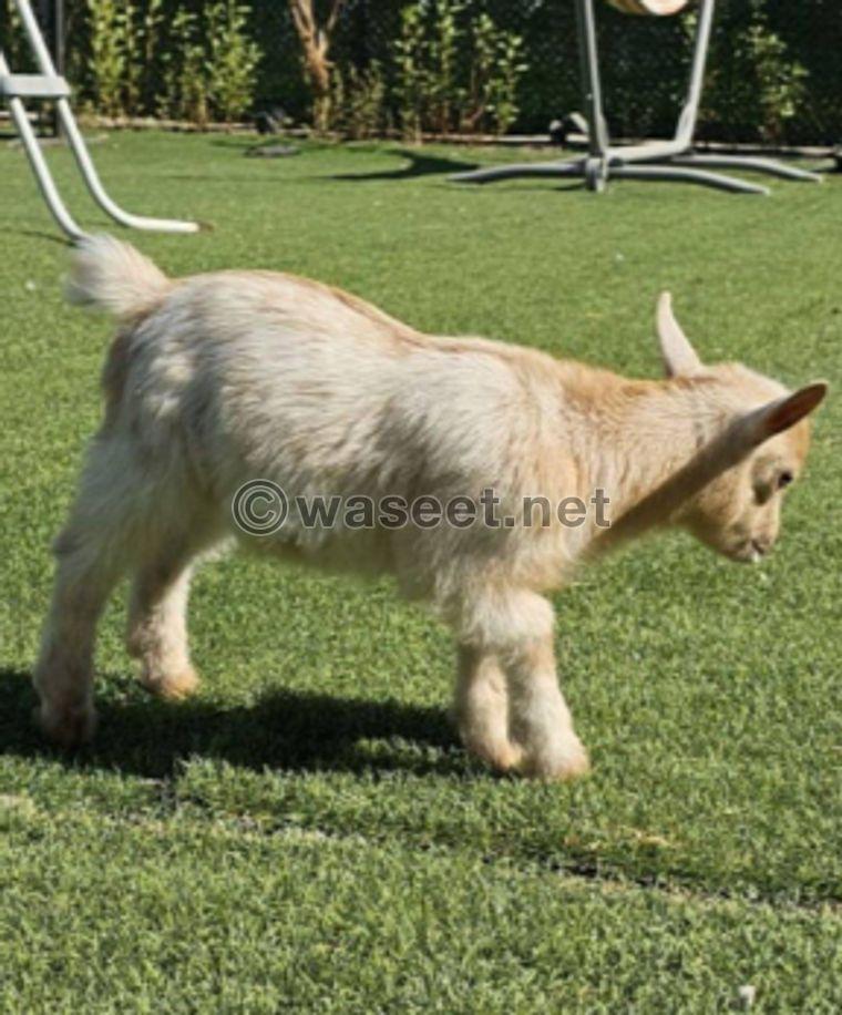 For sale three Jicky dwarf goats 5