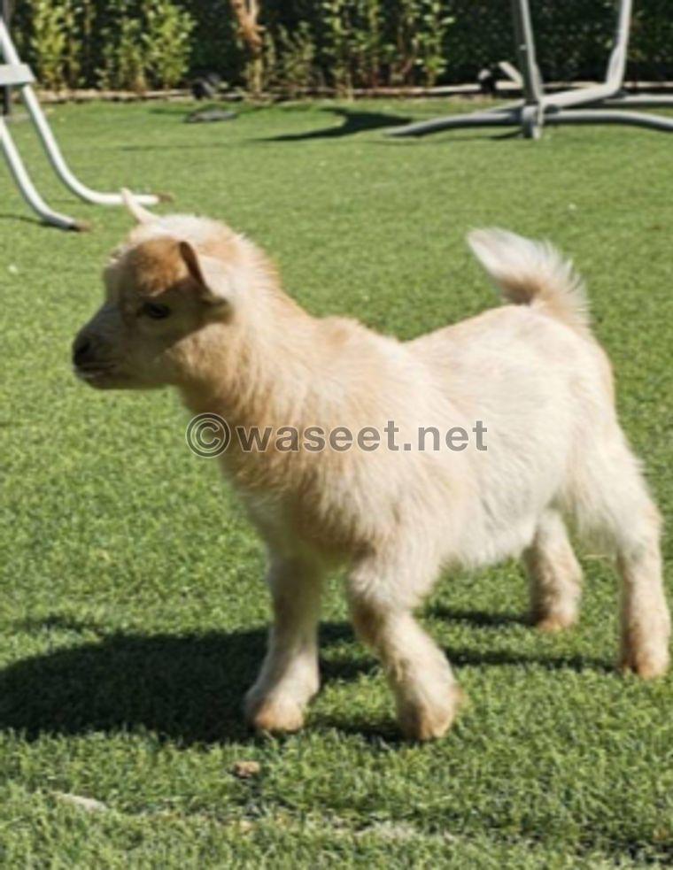 For sale three Jicky dwarf goats 6