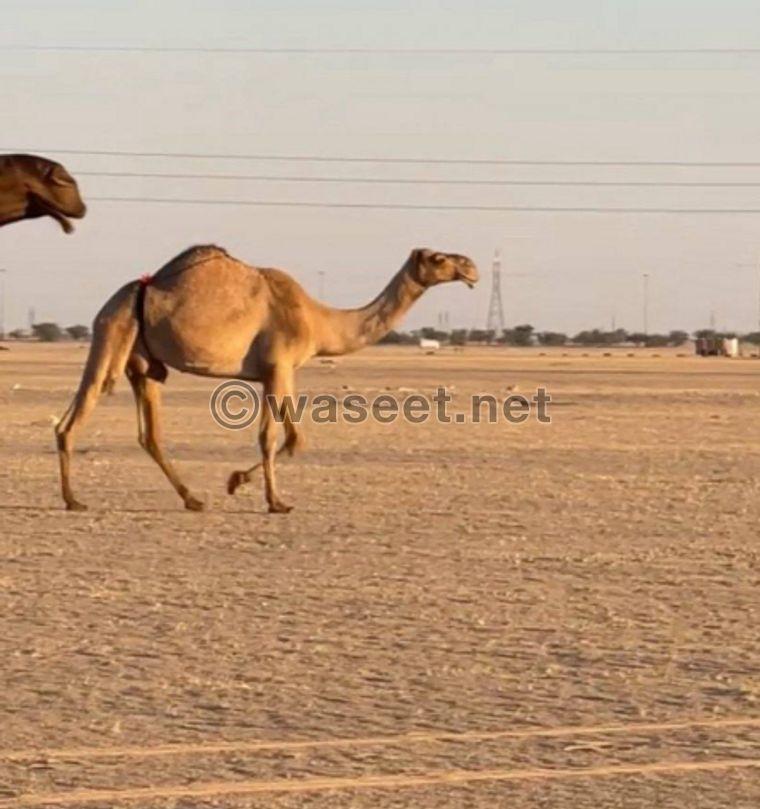 For sale a camel  0