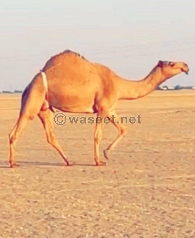 For sale a camel  1