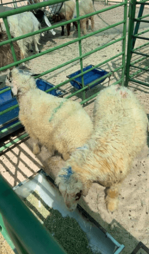 Samanha sheep for sale 