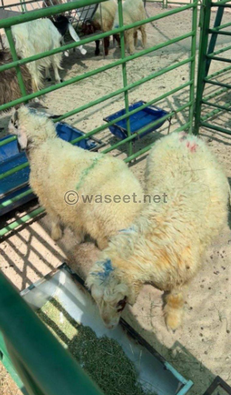 Samanha sheep for sale  0