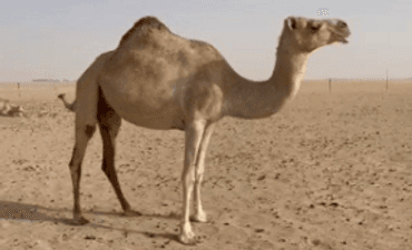 For sale an Omani camel