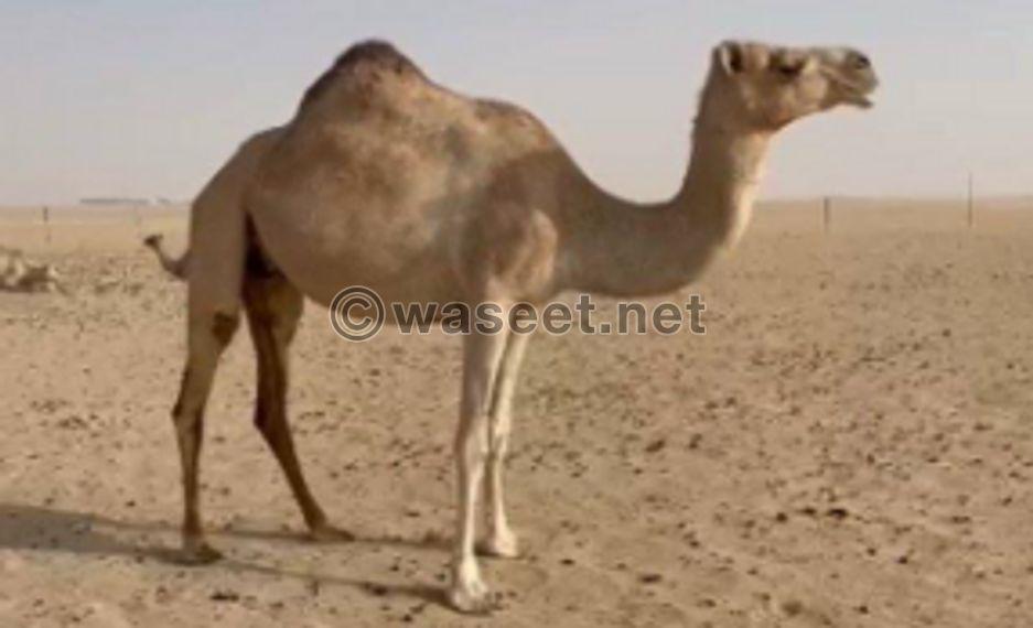 For sale an Omani camel 0